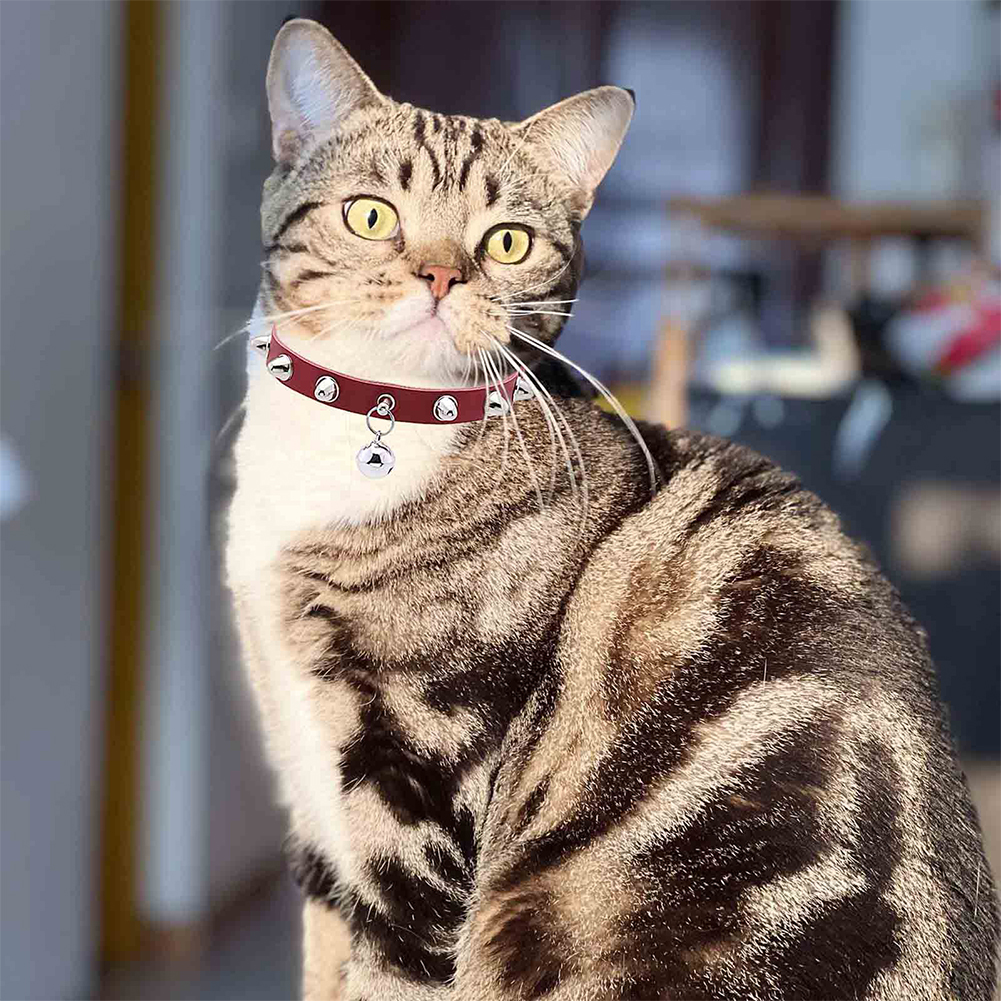 Leather Cat Collar With Bell D – D Ring Strap Bewertung und Preis